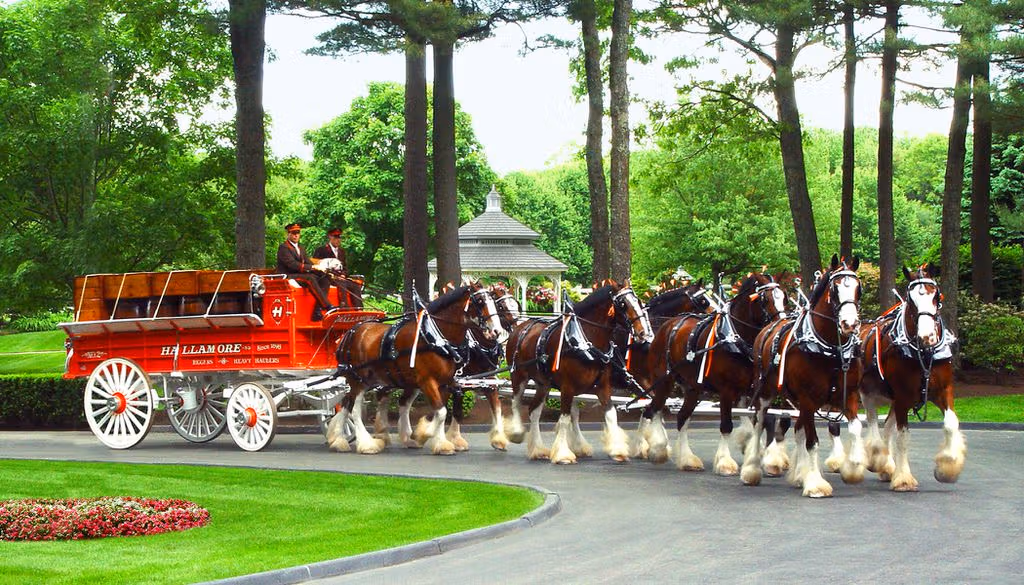 Hallamore Corporation Clydesdales - Our Historic Heritage