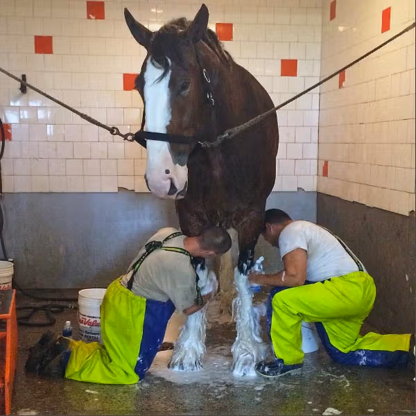 Cultivating Champions - Hallamore Clydesdales