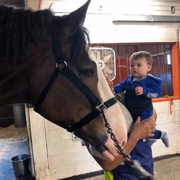 Experience The Wonder - Hallamore Clydesdales