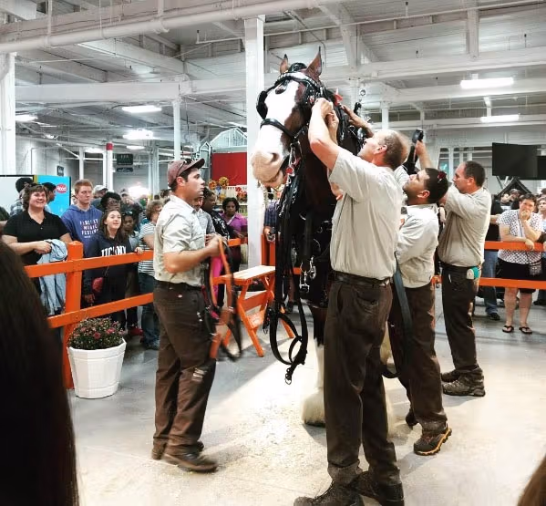 Clydesdale Life - Hallamore Corporation